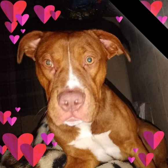 Meet your Posher, Amber - Picture 1 of 1